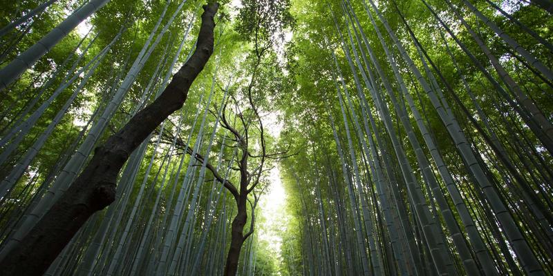 6G技术愿景：当人工智能遇见智能家居，手机评测将如何变革？