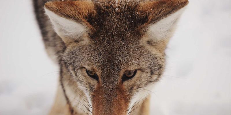神经形态芯片如何突破AI能效墙？从手机评测看未来数码产品的“类脑”革命